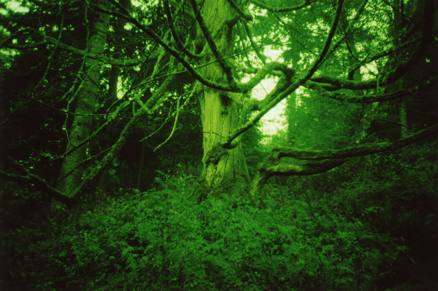 Deer Acupuncture Pipi Deer M.Ac. L.Ac. Acupuncture & Healing Sag